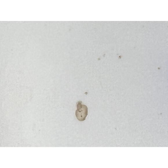 Antique Blue Flow Lancaster New Wharf Pottery 1891 Round Serving Dish England - Picture 6 of 8